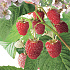 Rubus idaeus 'Malling Promise'