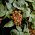 Rubus phoenicolasius