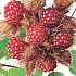 Rubus phoenicolasius