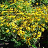 Rudbeckia fulgida 'Goldsturm'