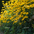 Rudbeckia fulgida 'Goldsturm'