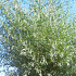 Salix alba