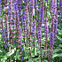 Salvia nemorosa 'Caradonna'