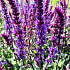 Salvia nemorosa 'Caradonna'