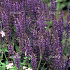 Salvia nemorosa 'Mainacht'