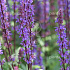 Salvia nemorosa 'Mainacht'