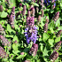 Salvia nemorosa 'Sens. Deep Blue'