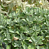 Salvia officinalis 'Berggarten'