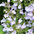Salvia officinalis 'Berggarten'