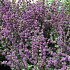 Salvia verticillata 'Purple Rain'