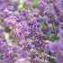 Salvia verticillata 'Purple Rain'