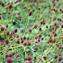 Sanguisorba officinalis 'Tanna'