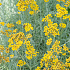 Santolina chamaecyparissus