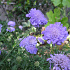 Scabiosa columbaria 'Butterfly Blue'