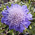 Scabiosa columbaria 'Butterfly Blue'