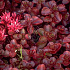 Sedum spurium 'Fuldaglut'