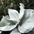 Senecio 'Angel Wings'