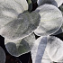 Senecio 'Angel Wings'
