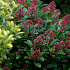 Skimmia japonica 'Rubella'