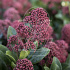Skimmia japonica 'Rubella'