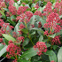 Skimmia japonica 'Rubella'