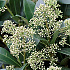 Skimmia j. 'Snow White'