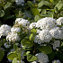 Spiraea betulifolia 'Tor'