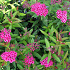Spiraea japonica 'Anthony Waterer'