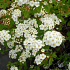 Spiraea vanhouttei