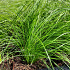 Stipa tenuissima 'Ponytails'