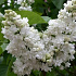 Syringa vulgaris 'Mme Lemoine'