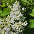 Syringa vulgaris 'Mme Lemoine'