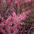Tamarix ramosissima 'Pink Cascade'