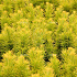 Taxus baccata 'David'