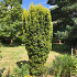 Taxus baccata 'David'
