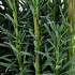 Taxus baccata 'Fastigiata Robusta'