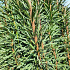 Taxus baccata 'Fastigiata Robusta'
