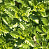Teucrium chamaedrys