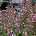 Teucrium chamaedrys