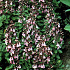 Teucrium x lucidrys