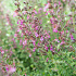 Teucrium x lucidrys