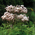 Thalictrum delavayi