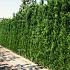 Thuja occidentalis 'Brabant'