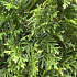 Thuja occidentalis 'Smaragd'