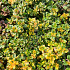 Thymus 'Doone Valley'