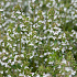 Thymus vulgaris