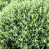 Thymus vulgaris 'Compactus'