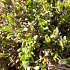 Thymus vulgaris 'Compactus'