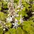 Tiarella cordifolia