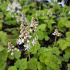 Tiarella cordifolia